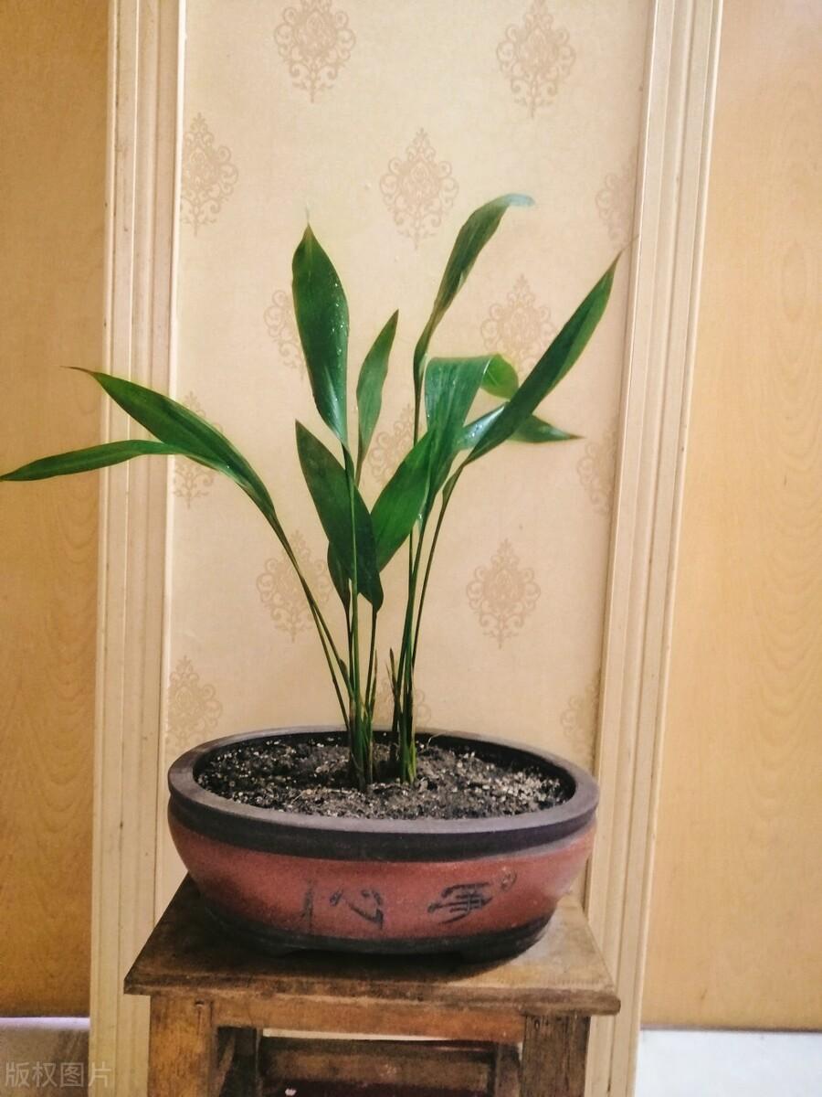 除甲醛就选“它”，家里养一盆，净化空气好帮手(图1)