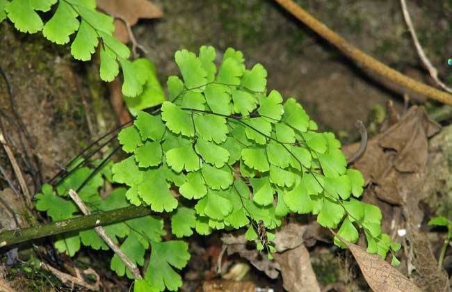 能吸甲醛的20款植物，家里至少要有1盆(图5)