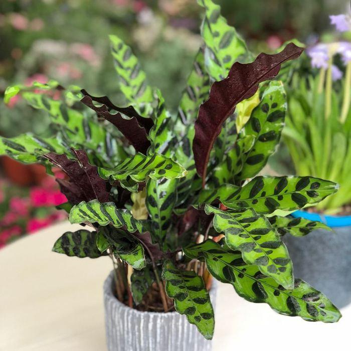 能吸甲醛的20款植物，家里至少要有1盆(图8)
