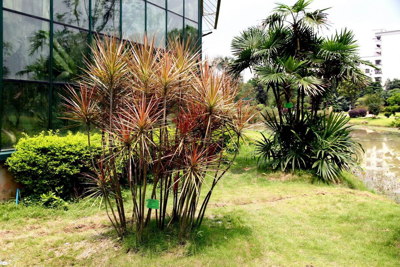 能吸甲醛的20款植物，家里至少要有1盆(图17)
