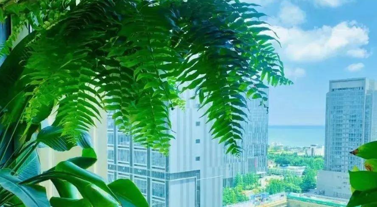吸甲醛最厉害的10种花，养一盆空气越来越干净！(图2)