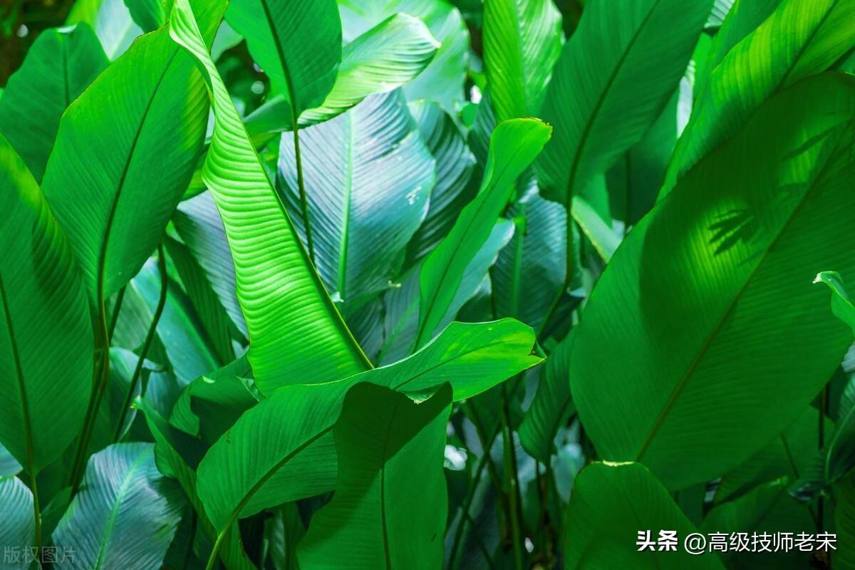 除甲醛的绿植有哪些