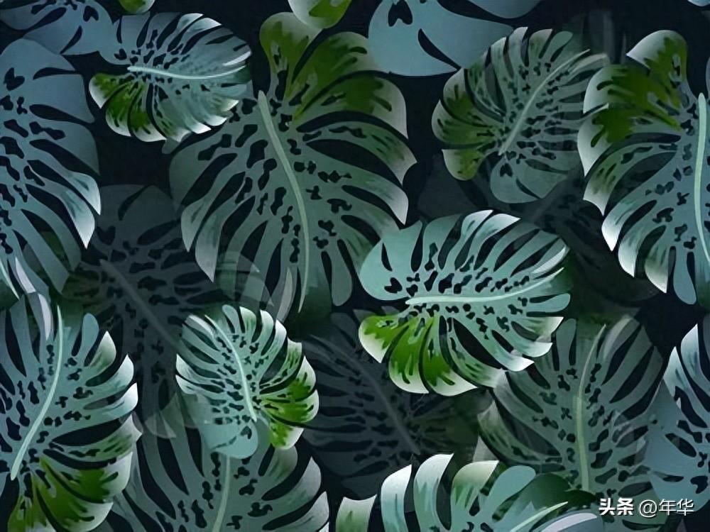 植物除甲醛小能手，一盆在手，甲醛全走！(图1)
