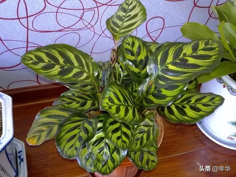 植物除甲醛小能手，一盆在手，甲醛全走！(图2)