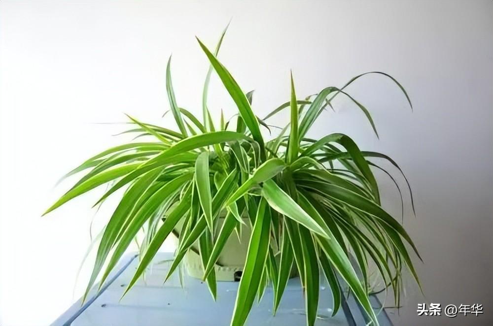 植物除甲醛小能手，一盆在手，甲醛全走！(图3)