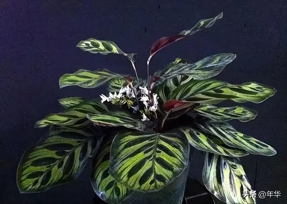 植物除甲醛小能手，一盆在手，甲醛全走！(图5)