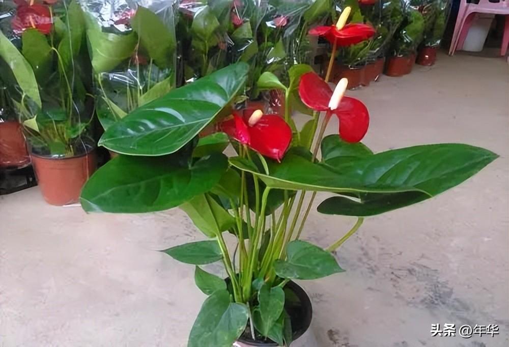 植物除甲醛小能手，一盆在手，甲醛全走！(图6)