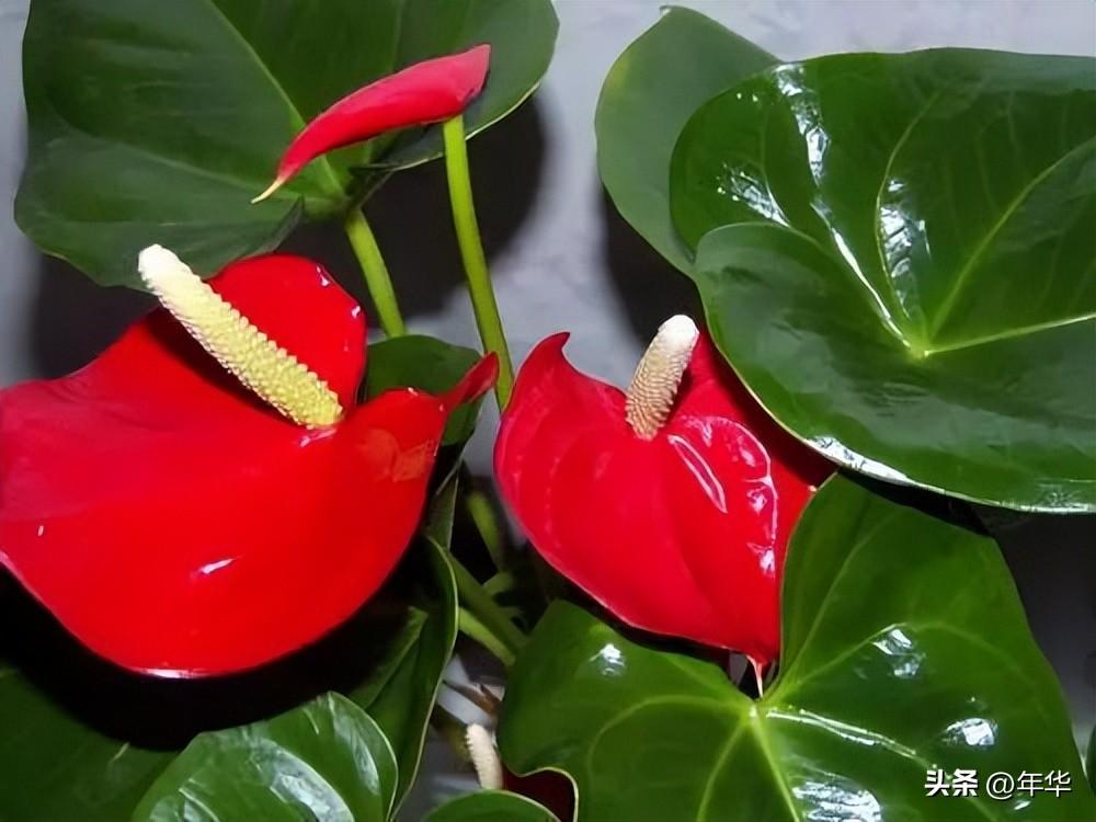 植物除甲醛小能手，一盆在手，甲醛全走！(图7)