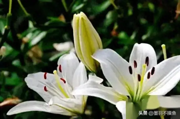 这些植物千万不要摆在家里，不能去甲醛，还会伤身患癌毁健康(图1)