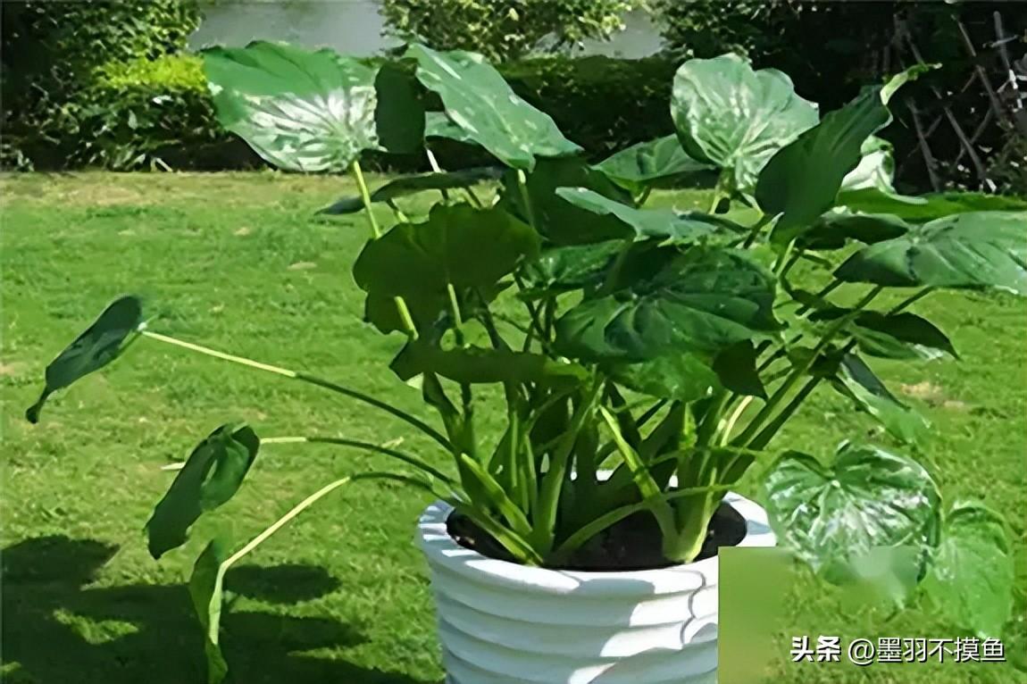 这些植物千万不要摆在家里，不能去甲醛，还会伤身患癌毁健康(图6)