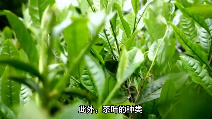 茶叶除甲醛效果存疑，科学方法更重要(图6)