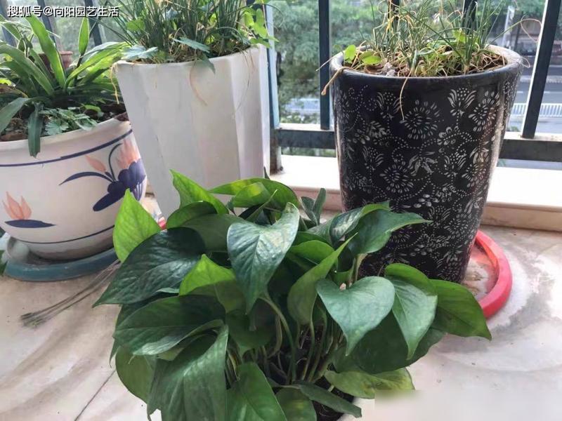 植物能不能净化甲醛？不可以，别交智商税，别听卖家忽悠(图4)