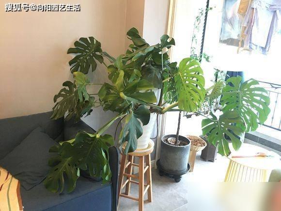 植物能不能净化甲醛？不可以，别交智商税，别听卖家忽悠(图5)