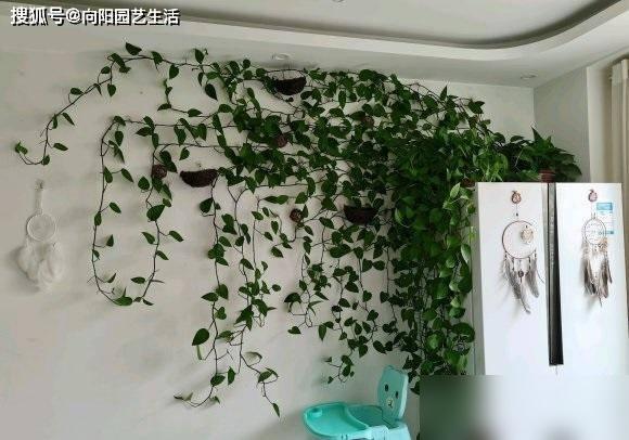 植物能不能净化甲醛？不可以，别交智商税，别听卖家忽悠(图6)