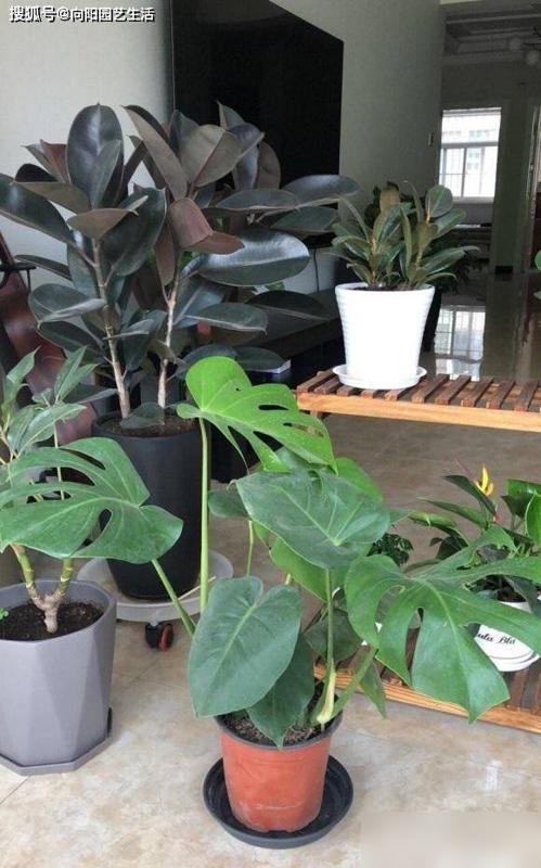 植物能不能净化甲醛？不可以，别交智商税，别听卖家忽悠(图7)